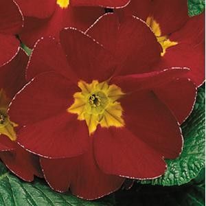 Primula 'Danova Red Velvet' 4"