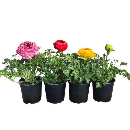 Houseplant: Ranunculus 4.5"