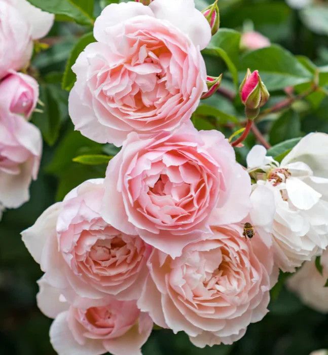 David Austin Rose 'The Generous Gardener' 3 gal (Pale Pink)