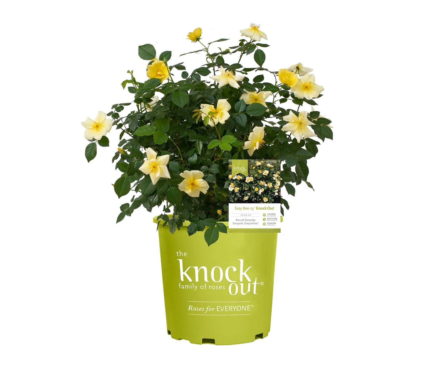 Rose 'Knock Out Easy Bee-zy' 2 gal (Yellow)