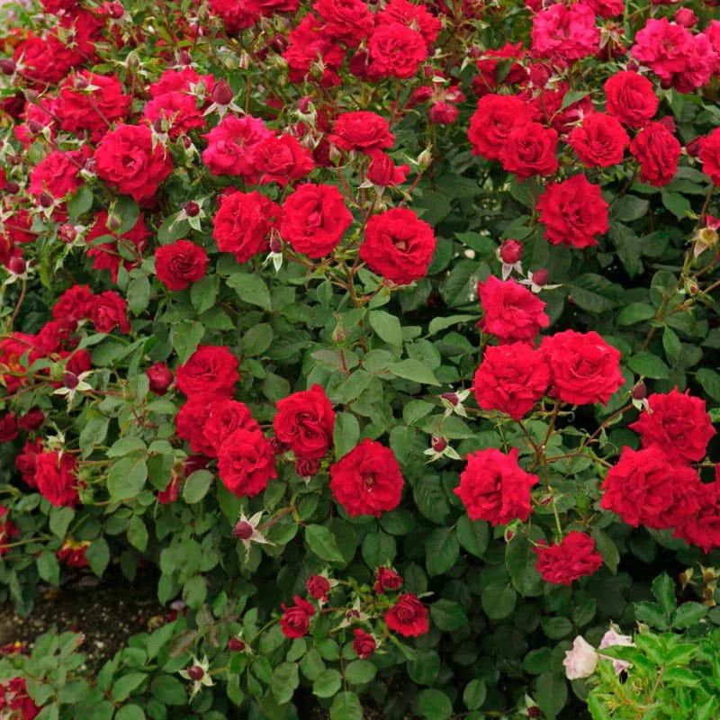Rose 'Oh My' 2 gal (Red)
