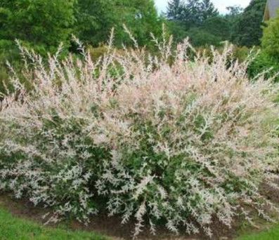 Dappled Willow 'Hakuro Nishiki' 2 gal