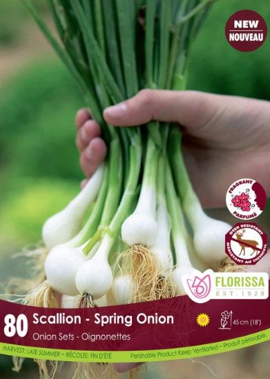 Onion Set: Scallions Spring Onion (80/pkg)