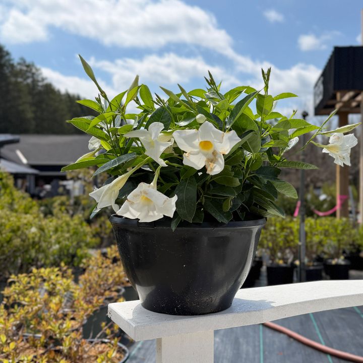 Rio Dipladenia Tabletop Planter 10" - White
