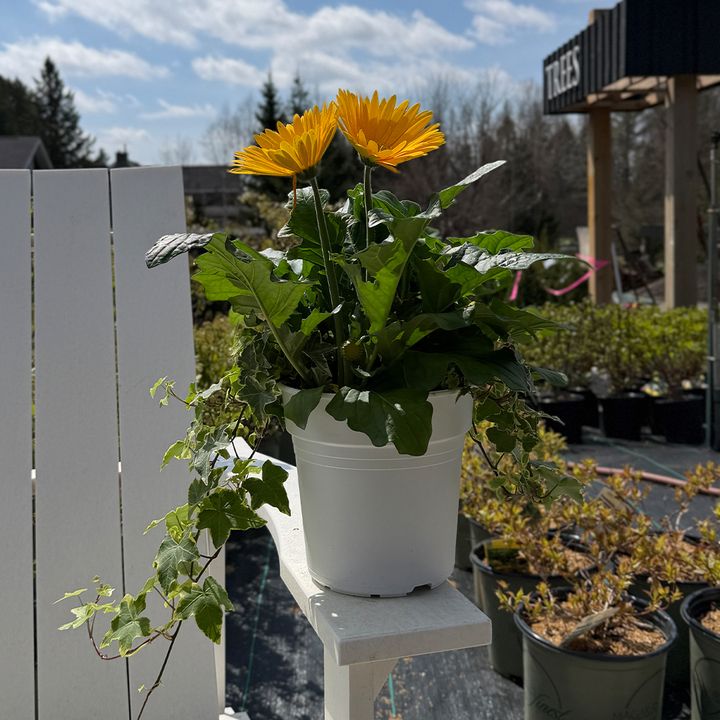 Gerbera Planter 8" - Yellow
