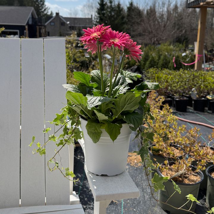 Gerbera Planter 8" - Pink