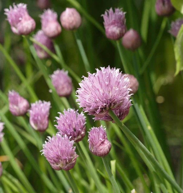 Chives (seed pkg), Variety: Chives Organic (Polyvert)