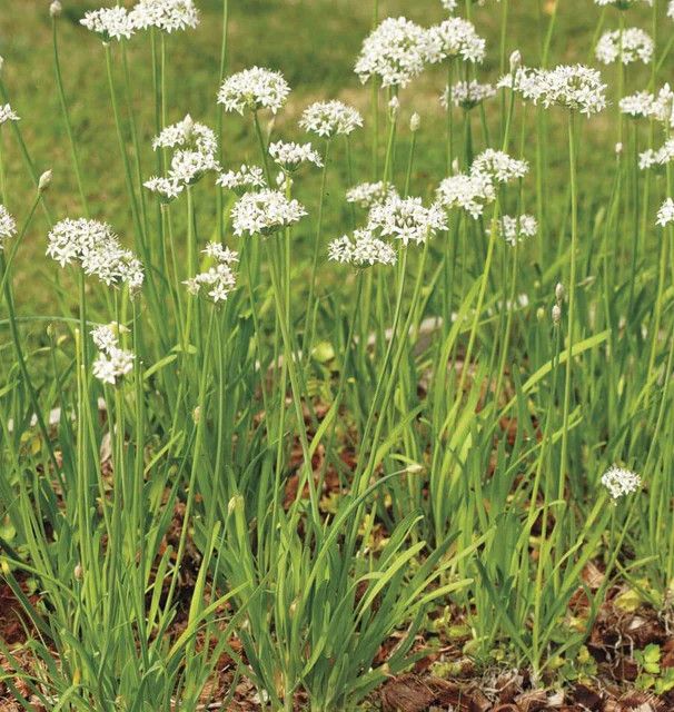 Chives (seed pkg)