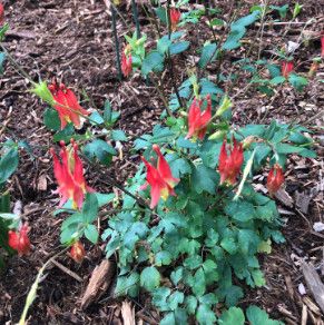 Columbine 'Canadensis' 1 gal (native)