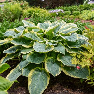Hosta 'Gigantosaurus' 1 gal PW