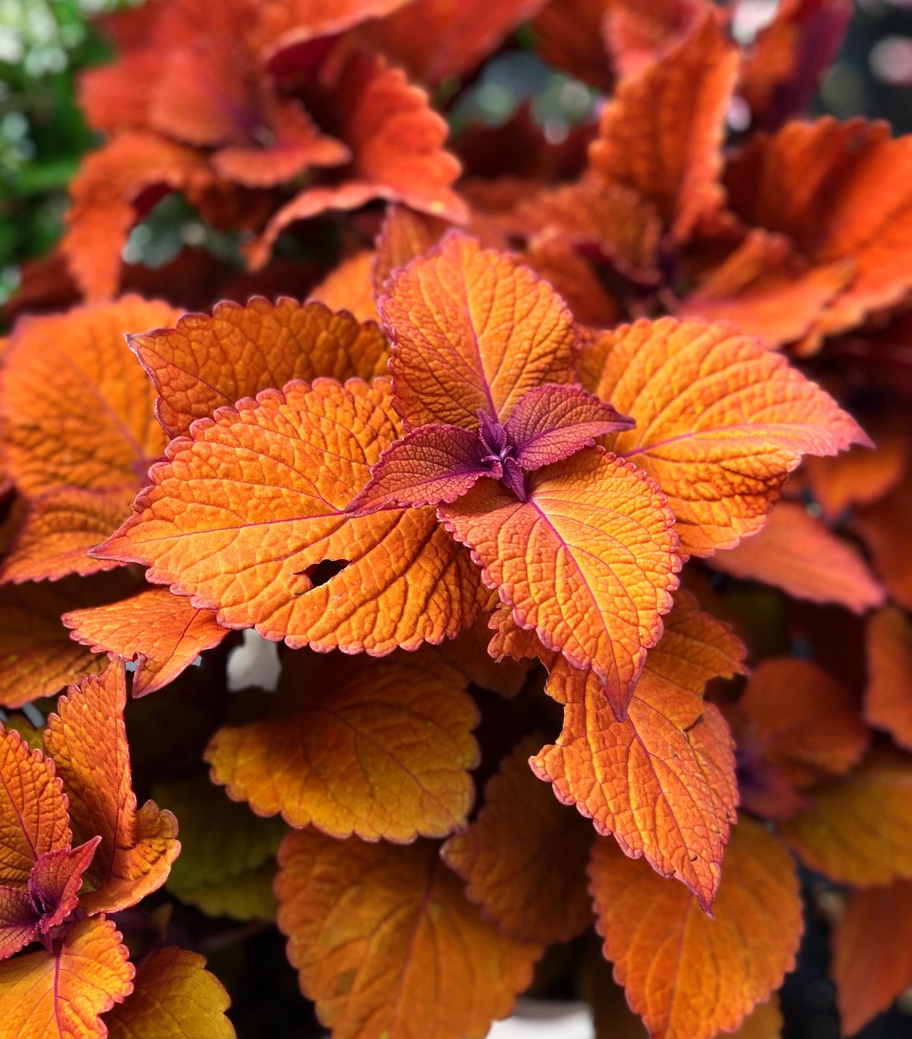 10" Patio Pot Coleus 'Campfire'