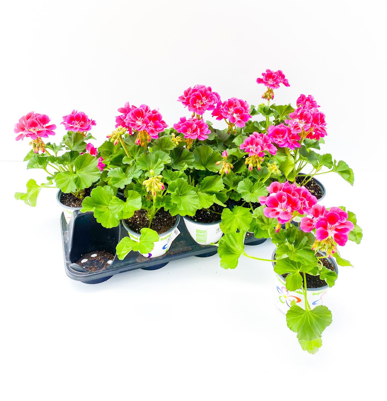 Geranium - 4" Dark Pink Bicolour
