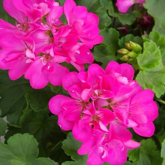 Geranium - 4" Fuchsia