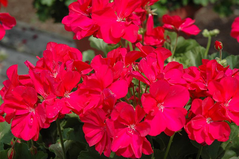 Geranium - 4" Dark Pink