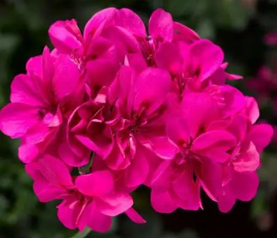 Ivy Geranium - 4" Pink