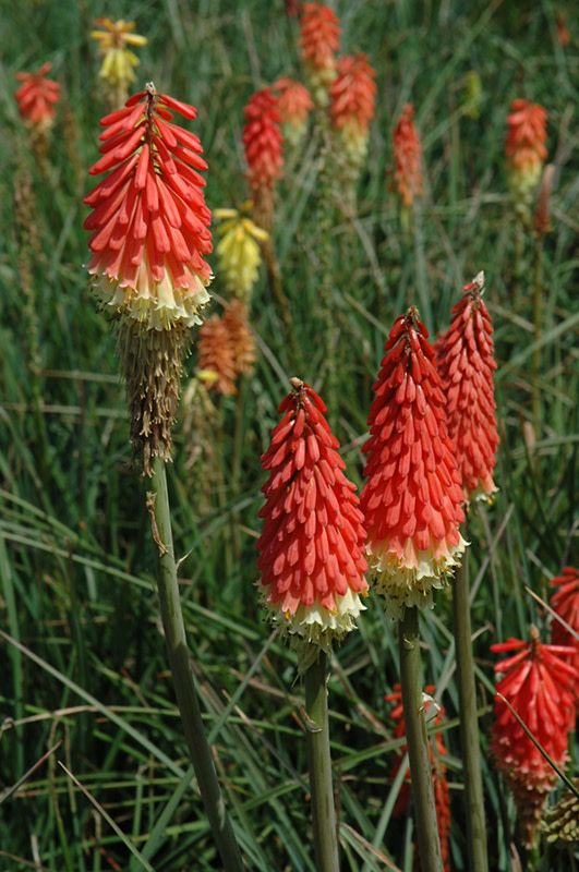 Kniphofia 'Flamenco Mix' Red Hot Poker 1 gal