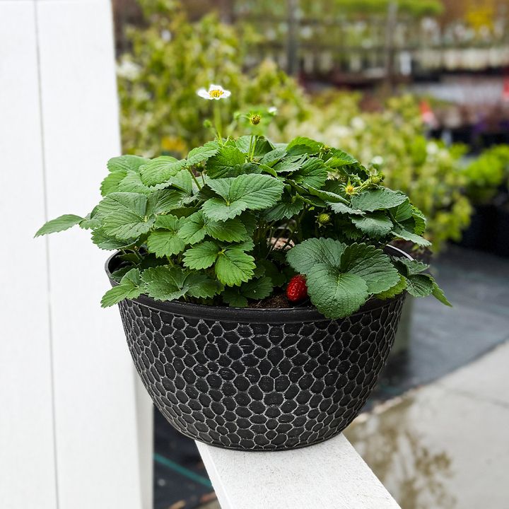 10" Strawberry Bowl