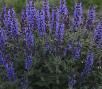 Salvia 'Bumbleblue' 2 gal