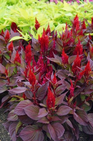 Celosia 'Smart Look Red' 6" pot