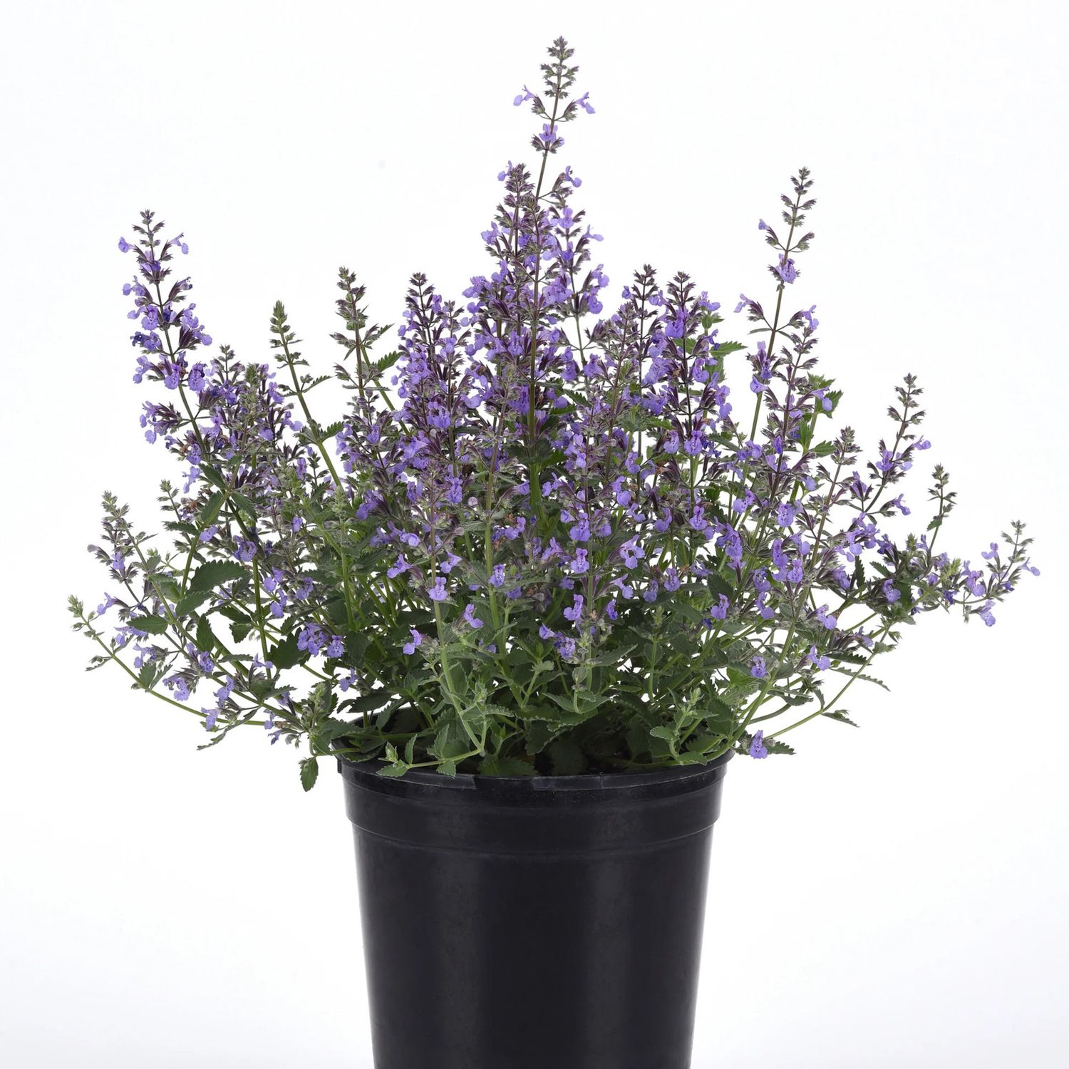 Catmint 'Nepeta Junior Walker' 2 gal GS