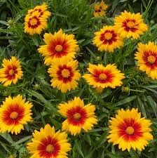 Coreopsis Solanna 'Sunset Bright' 2 gal GS