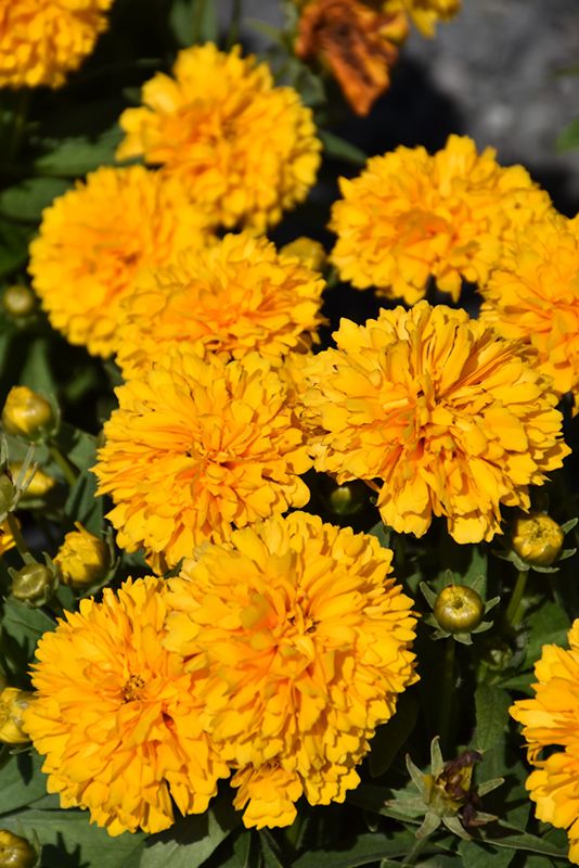 Coreopsis Solanna 'Golden Sphere' 2 gal GS