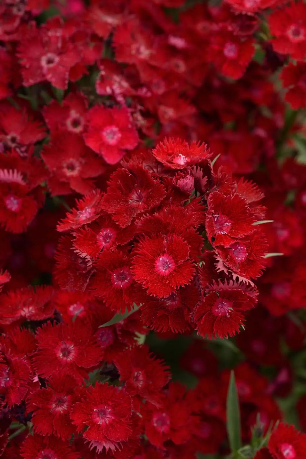 Dianthus 'Rockin Red' 2 gal GS