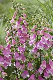 Foxglove 'Pink Panther' 2 gal GS