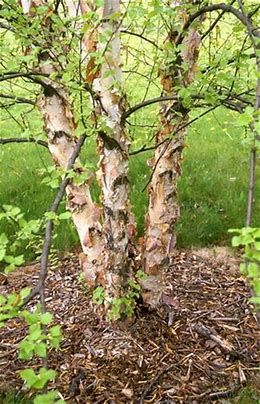 Birch Heritage Clump 'Cully' 6-7' 7 gal Potted