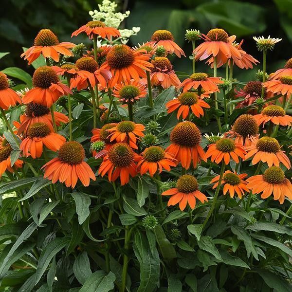 Cone Flower 'Echinacea Sombrero Artisan Soft Orange' 2 gal GS