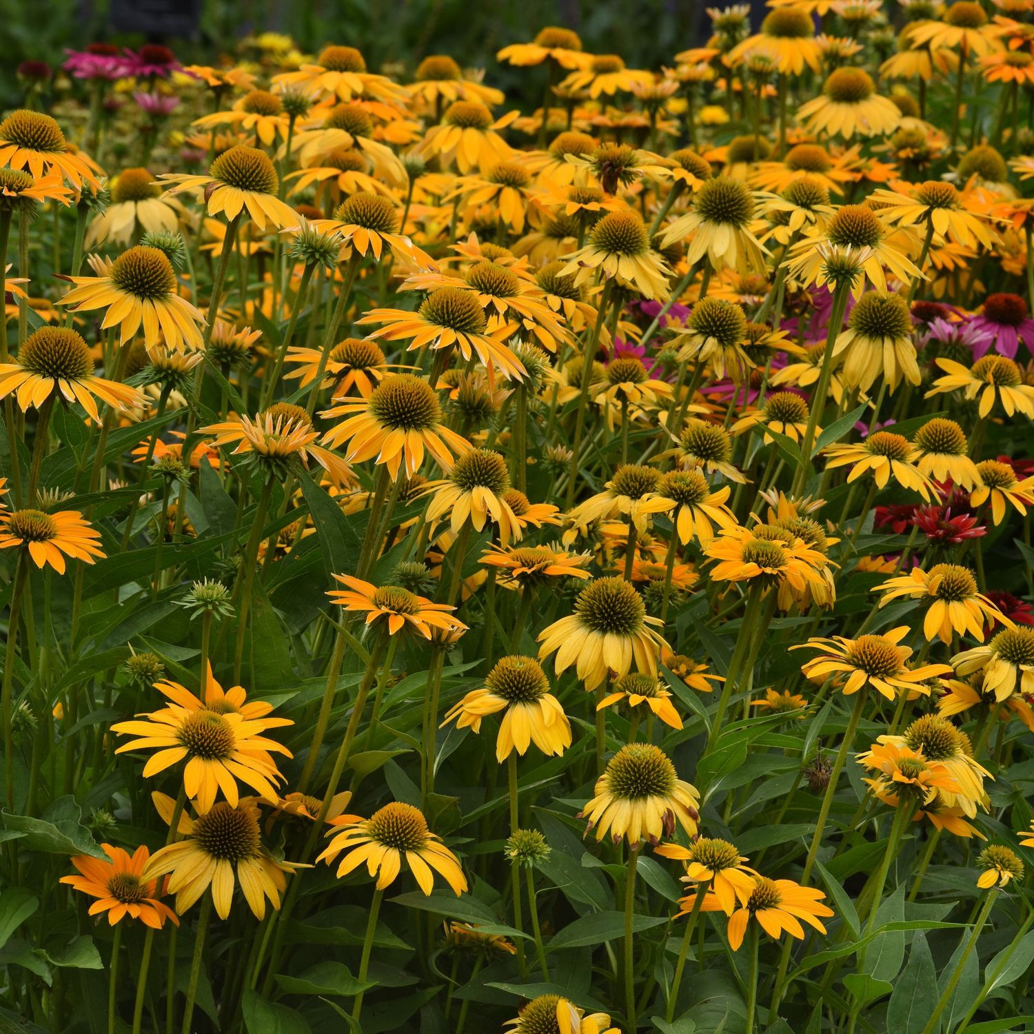 Cone Flower 'Echinacea Artisan Yellow Ombre' 2 gal GS