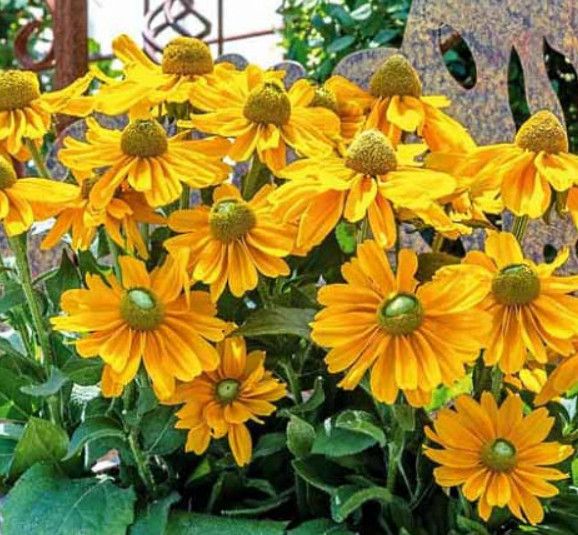 Black-Eyed Susan 'Amarillo Gold' Rudbeckia 2 gal GS (Zone 6 but self-seeding)