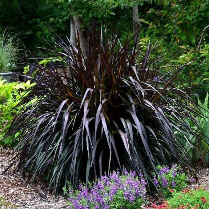 Annual Grass: Pennisetum 'First Knight' 2 gal GS