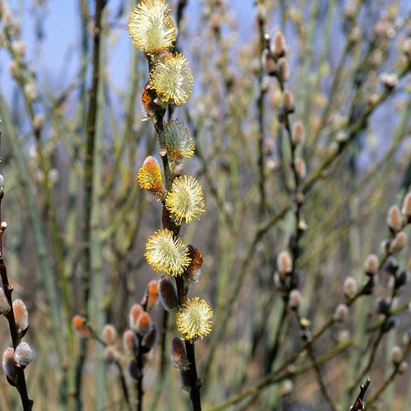 Pussy Willow 3 gal