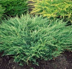 Juniper Andorra 'Plumosa Compacta' 3 gal