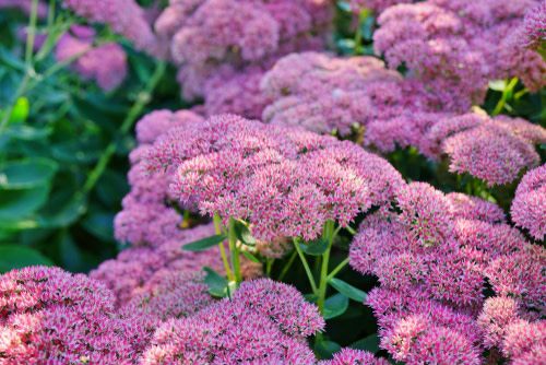 Stonecrop - Sedum 'Autumn Joy' 2 gal
