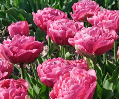 Tulip varieties 12+ (6/pkg.)