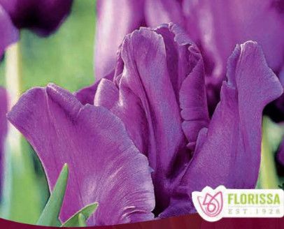 Tulip varieties 12+ (6/pkg.), Variety: Blue Parrot