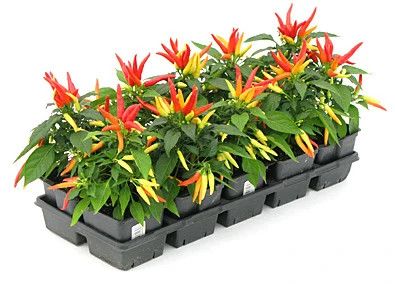Fall Ornamental Pepper Assorted 4"