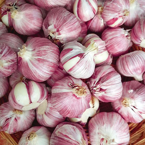 Garlic (bulb pkg) Purple Glazer Tops (3/pkg)