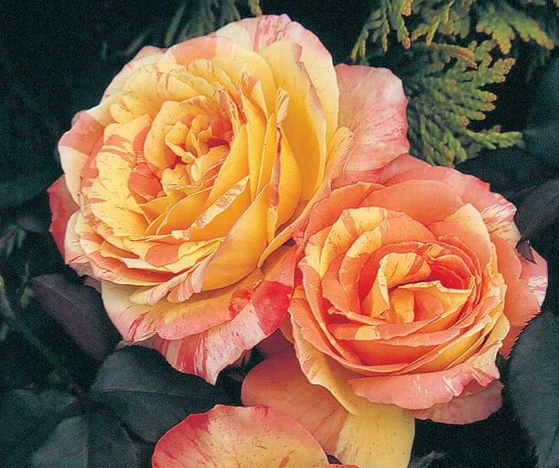 Rose 'Rainbow Niagara' 2 gal (Yellow/Orange)