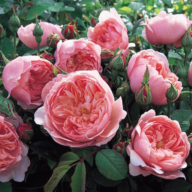 David Austin Rose 'The Alnwick' 3 gal (Pink)