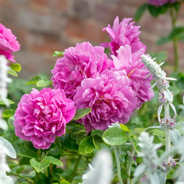 David Austin Rose 'Princess Anne' 3 gal (Pink)
