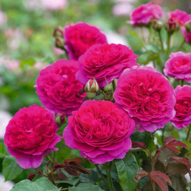 David Austin Rose 'Gabriel Oak' 3 gal (Deep Pink)