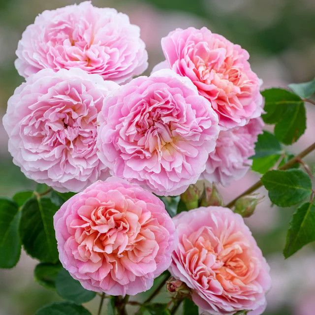 David Austin Rose 'Eustacia Vye' 3 gal (Apricot-Pink)