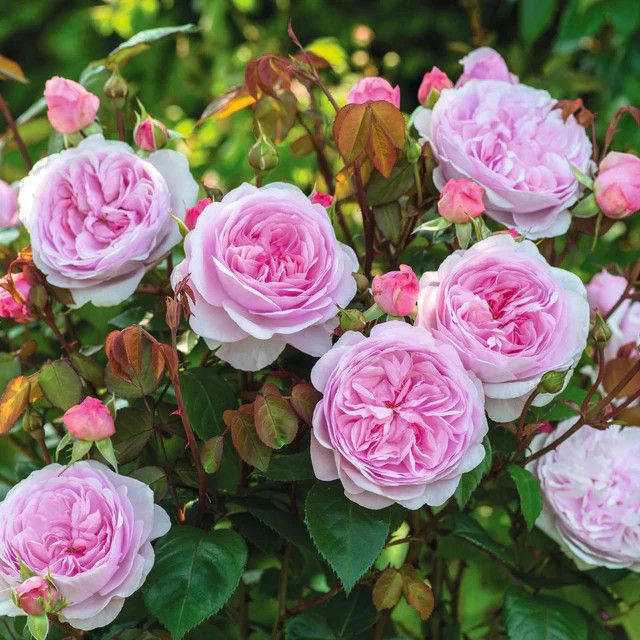 David Austin Rose 'Olivia Rose Austin' 3 gal (Pink)