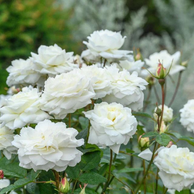 David Austin Rose 'Susan William-Ellis' 3 gal (White)