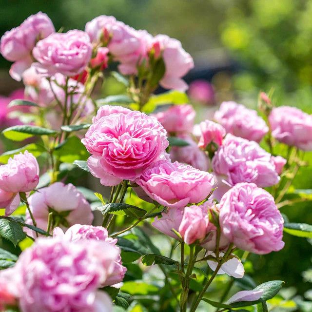 David Austin Rose 'The Ancient Mariner' 3 gal (Pink)