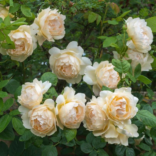 David Austin Rose 'Wollerton Old Hall' 3 gal (Apricot)