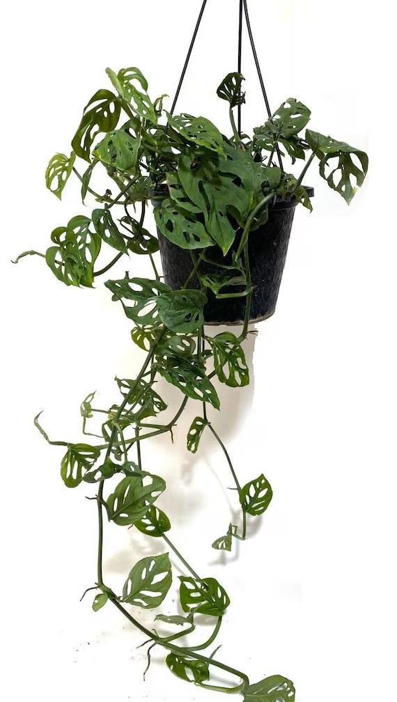Monstera Swiss Cheese Totem 8" HB